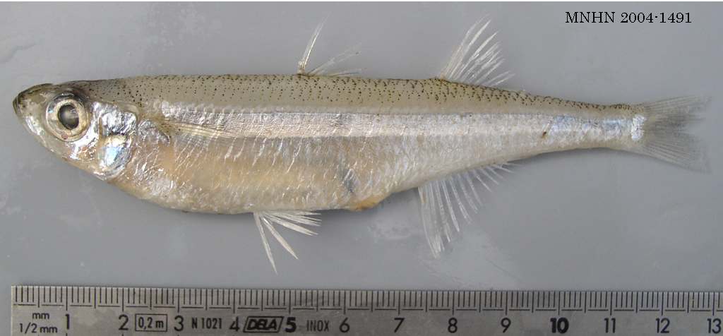 (Atherina Linnaeus, 1758) Род Атepины, Атеринки, Genus Atherina